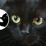 Romantický snílek alebo zúrivý realista: zaujímavý charakterový test na základe