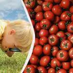 Rýchly IQ test: len málokto nájde granátové jablko medzi paradajkami