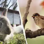 Vrabca za 10 sekúnd nájdu len ľudia s geniálnymi schopnosťami: