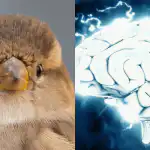 Všetci vidia bizóna a len tí nadaní nájdu vrabca za 7 sekúnd: úžasná logická hra Všetci vidia bizóna a len tí nadaní nájdu vrabca za