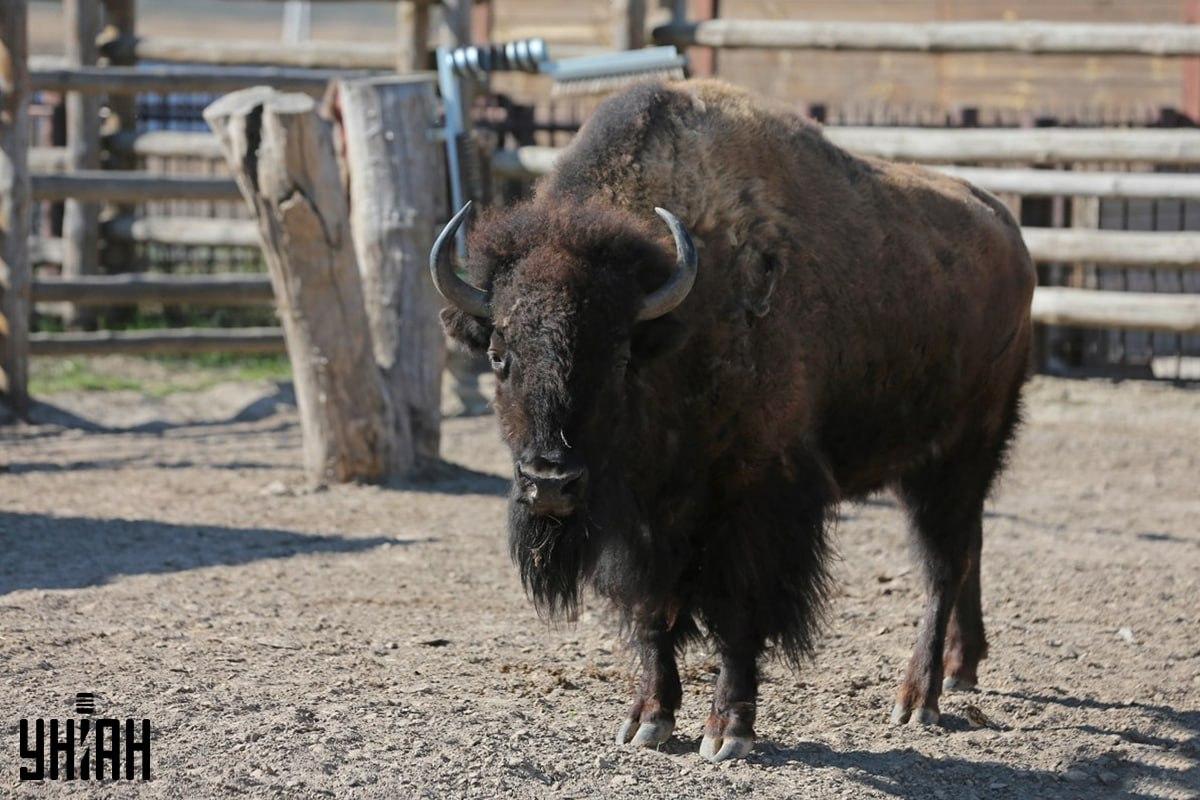 Pokúste sa nájsť vrabca na puzzle v čase / koláž s fotografiou Moje