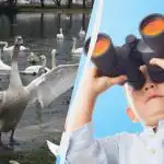 Všetci vidia labute činorodé a len jednorožec nájde kačicu za