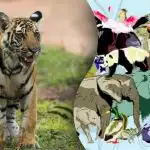 Výzva pre géniov: nájdite ukryté tigrie mláďa v zoo Výzva pre géniov: nájdite ukryté tigrie mláďa v zoo