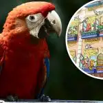 Zábavná ilúzia pre géniov: len málokto dokáže nájsť papagája za