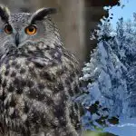 Zložitá hádanka pre géniov: len tí najpozornejší odhalia sovu za