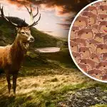 Zvládnu to len ľudia s vysokým IQ: musíte nájsť jeleňa