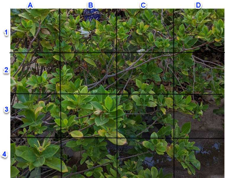Hádanka - strom so skrytou mačkou