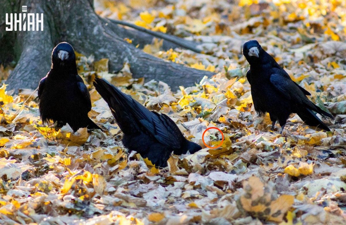 Žaba bola takmer v strede skladačky / koláž z fotografie Moje