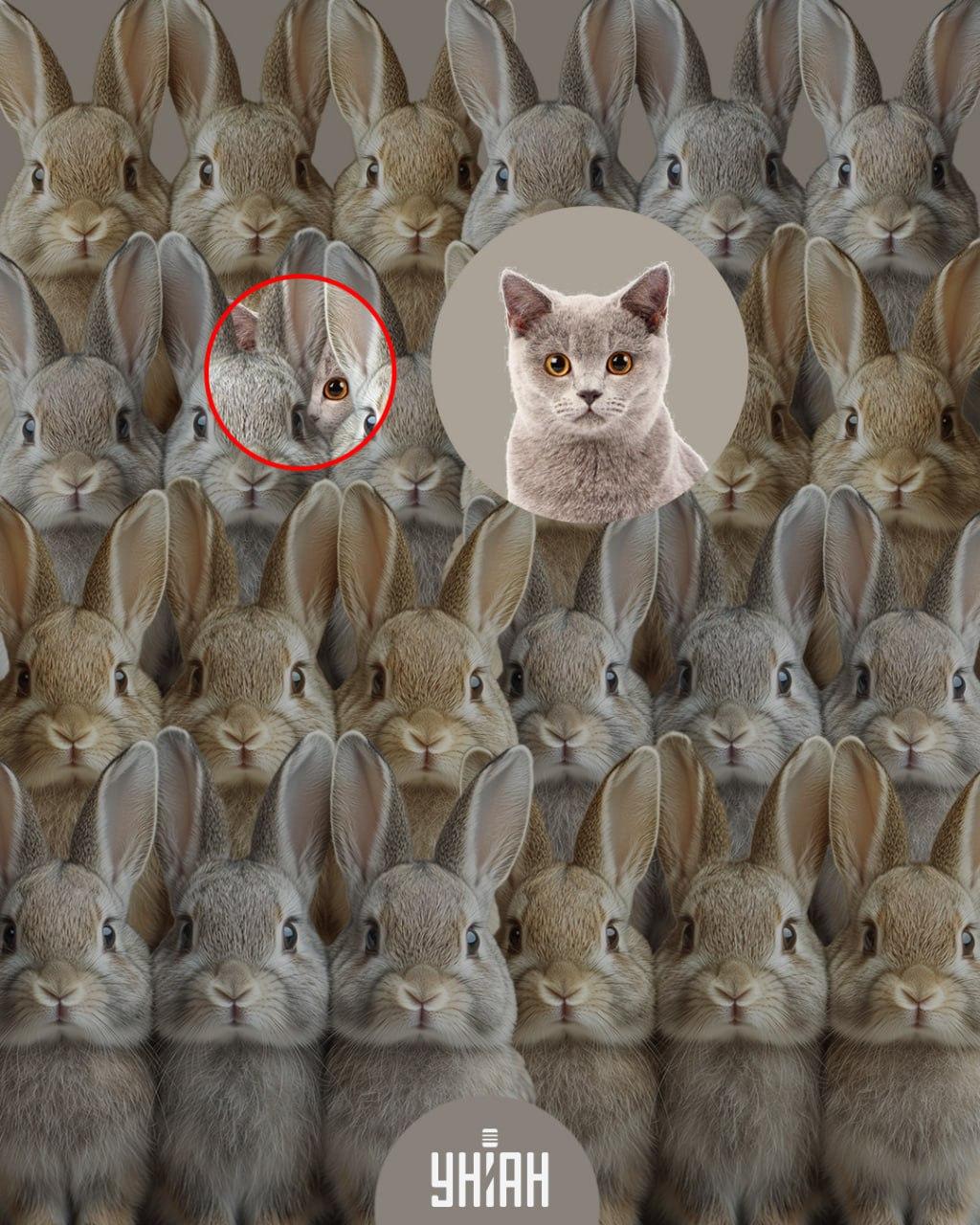 Koláž Moje s riešením