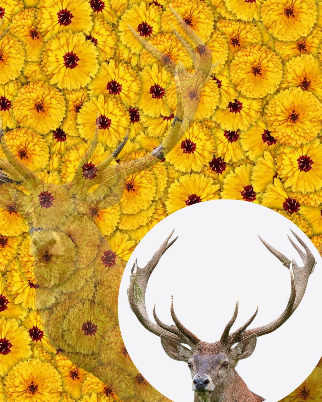 Iba 1 z 10 ľudí nájde jeleňa na obrázku za 7 sekúnd: veľmi zložitý optický klam