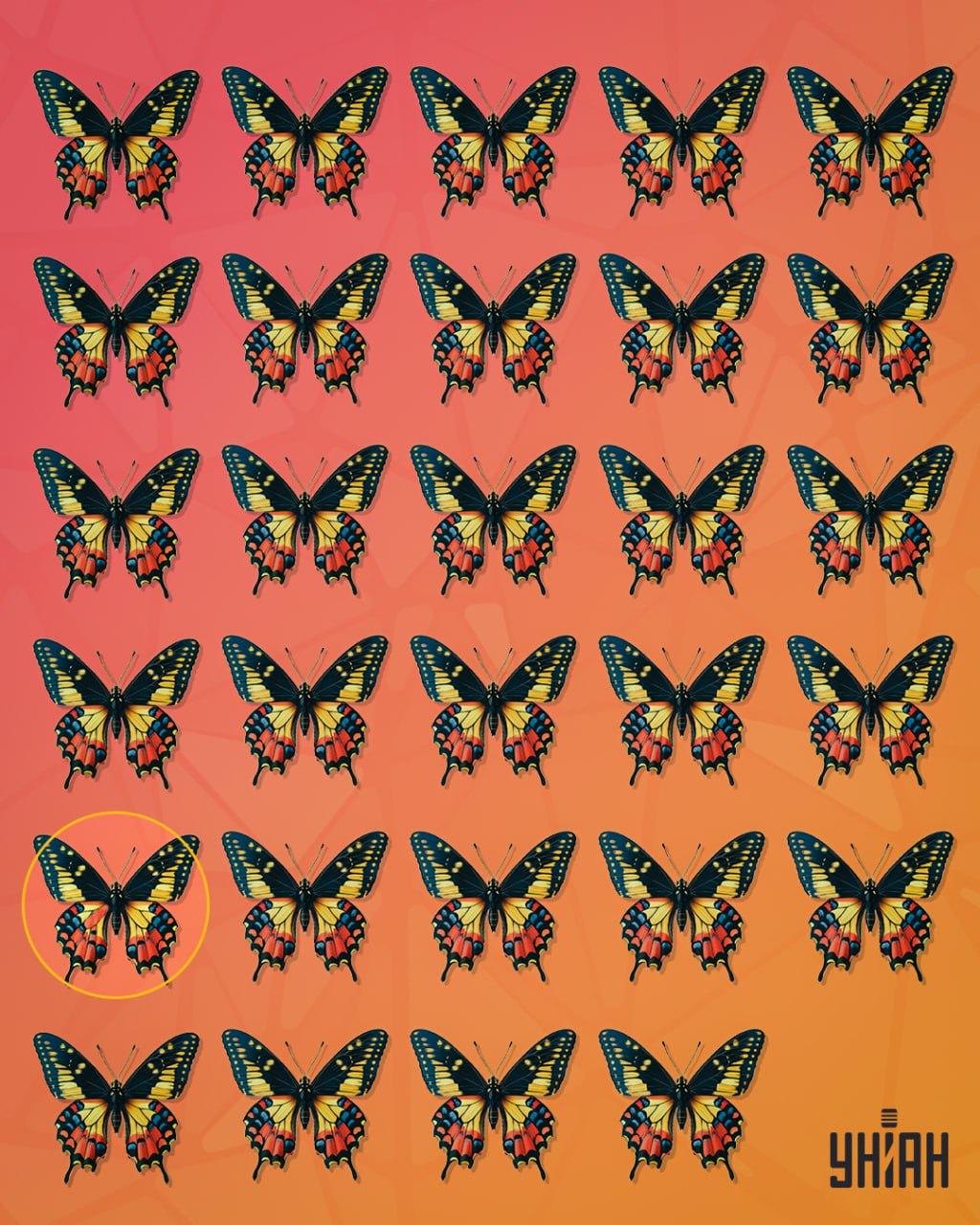 Zvláštny motýľ sa nachádzal v druhom riadku od spodnej časti obrázku / koláž Moje