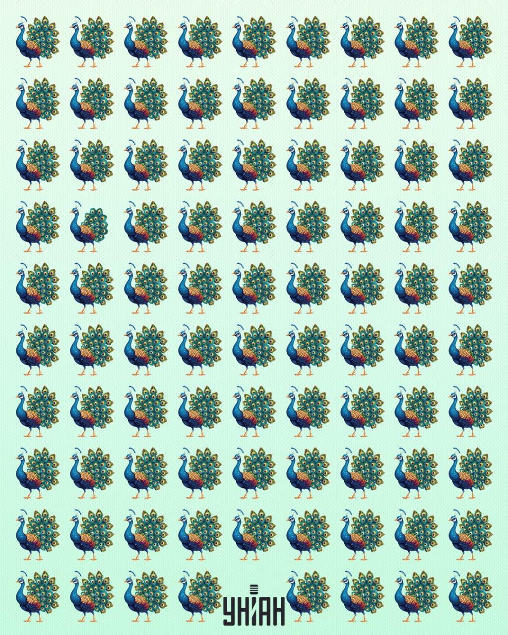 Je potrebné nájsť páviu obludu / koláž Moje