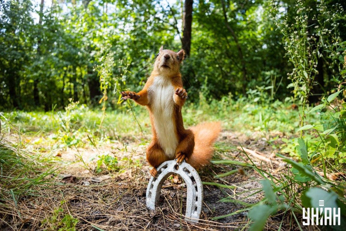 Nájdite včas chýrneho psa / koláž s fotografiou Moje