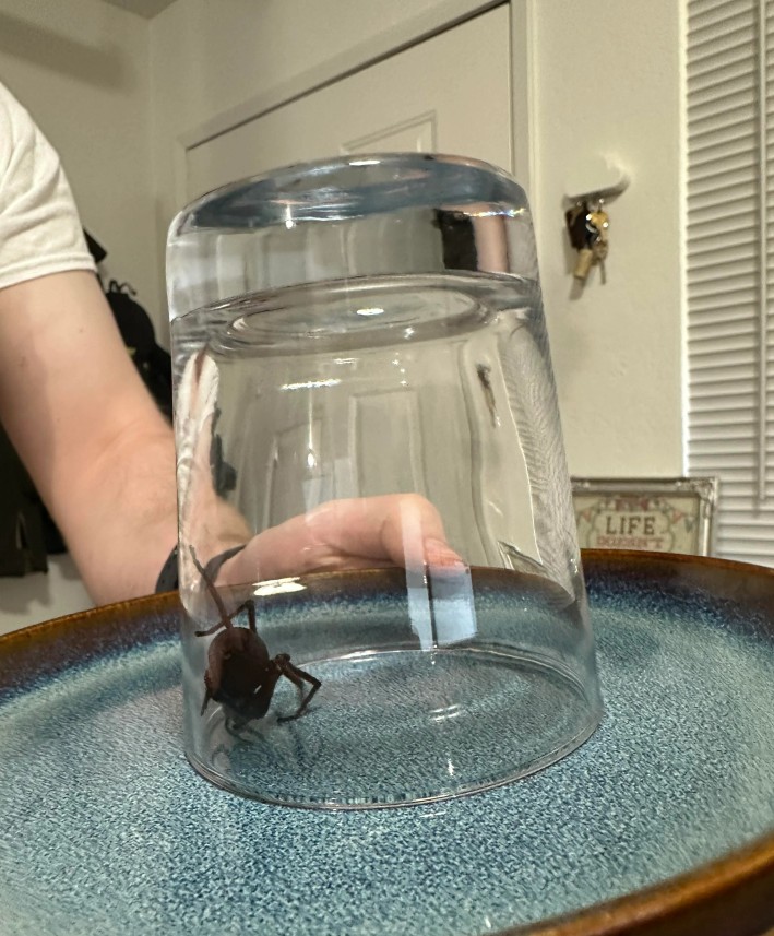 Žena si priniesla pavúka z Afriky