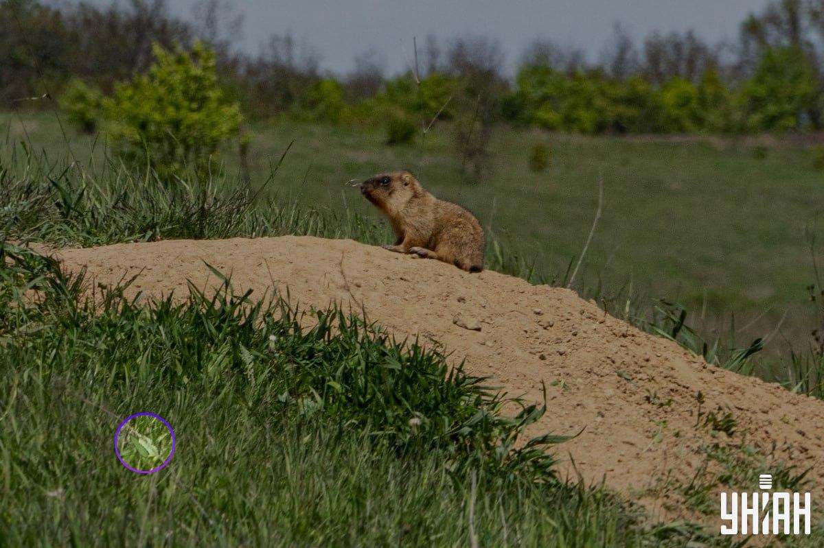 Motýľ bol pri jednom zo spodných rohov obrazu / koláž Moje Motýľ sa nachádzal pri jednom z dolných rohov obrázka / koláž Moje