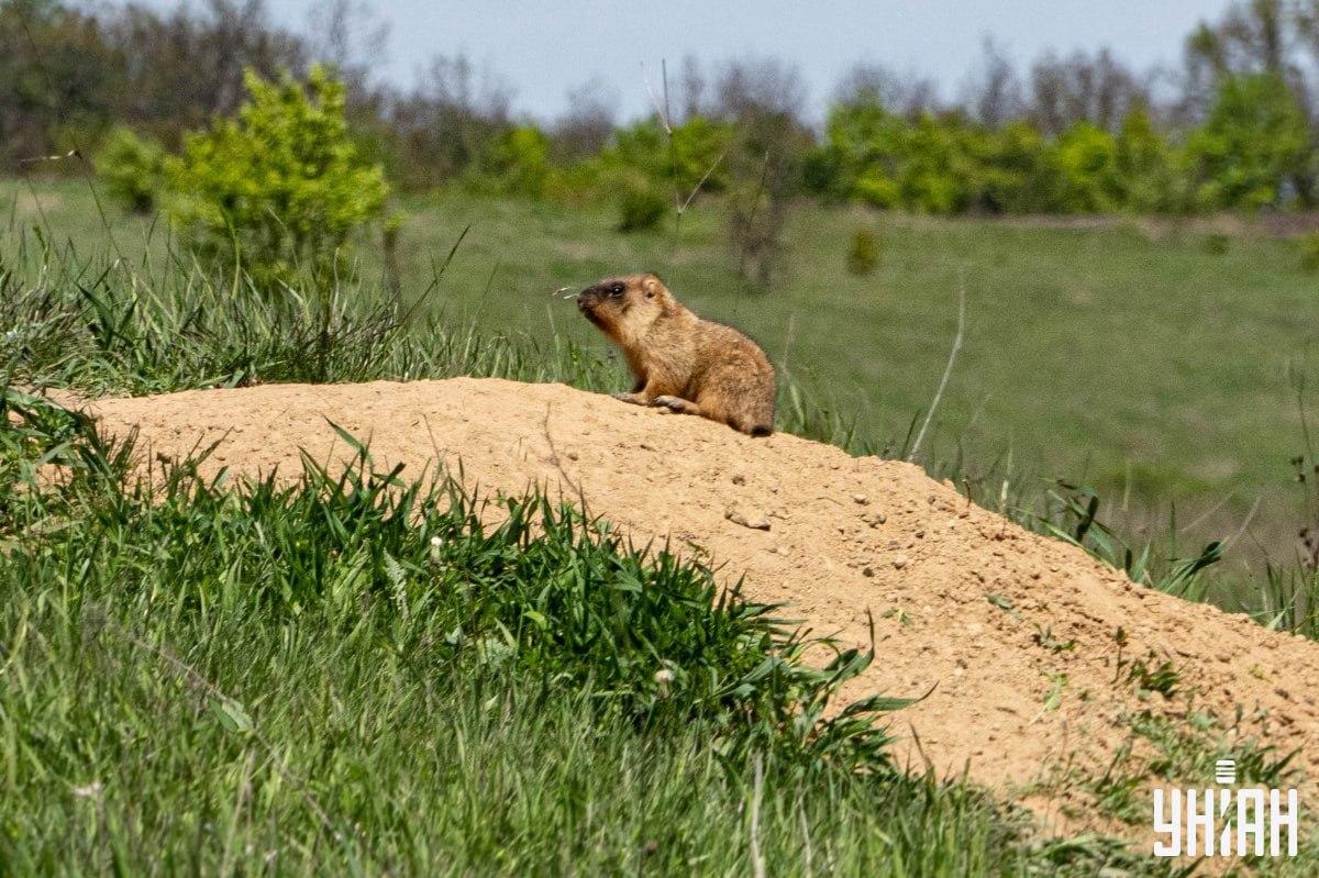 Musíme nájsť motýľa / koláž Moje Musíme nájsť motýľa / koláž Moje