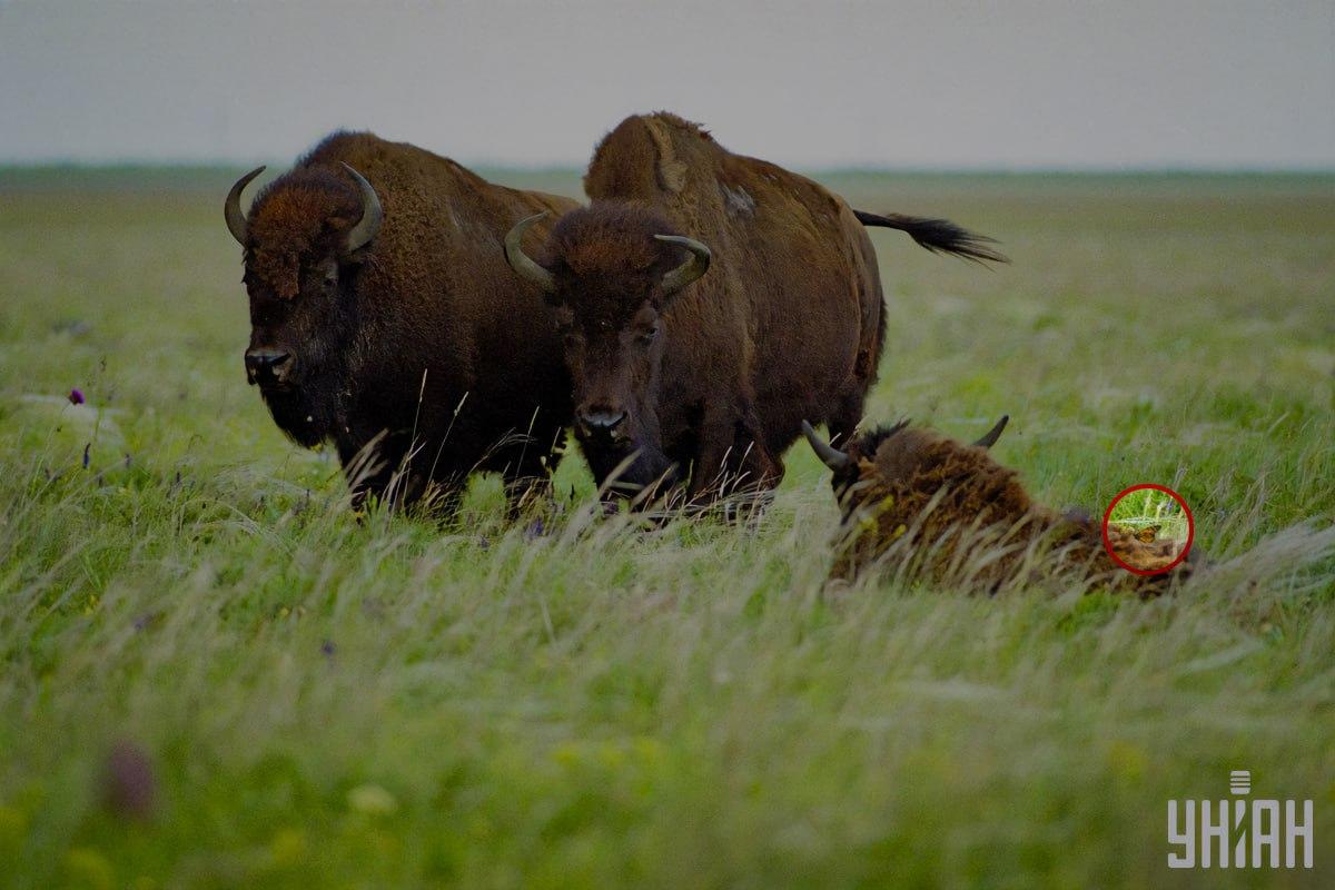 Na jednom zo zubrov sedel motýľ / koláž s fotografiou Moje