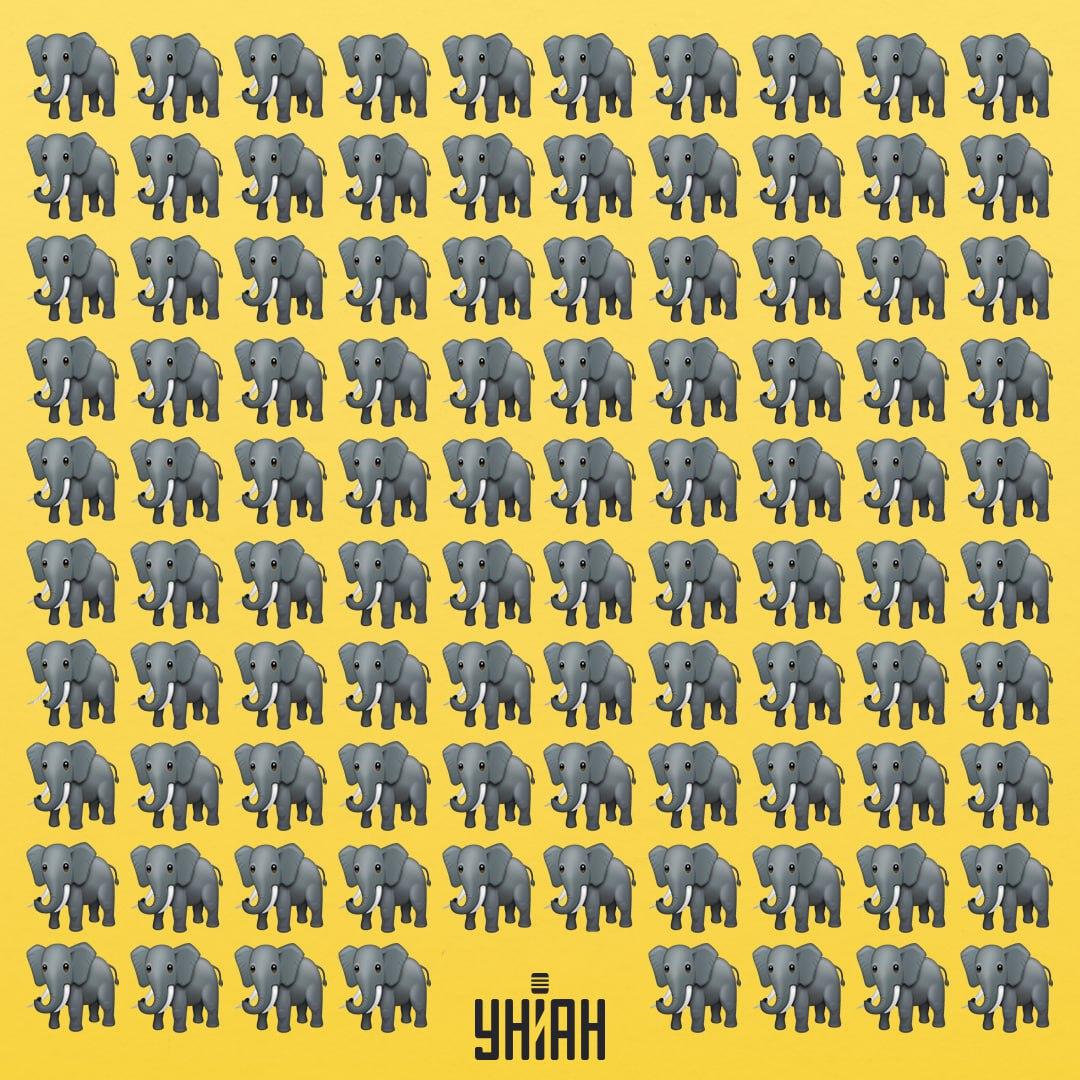 Musíme nájsť zvláštneho slona / koláž Moje Musíme nájsť zvláštneho slona / koláž Moje