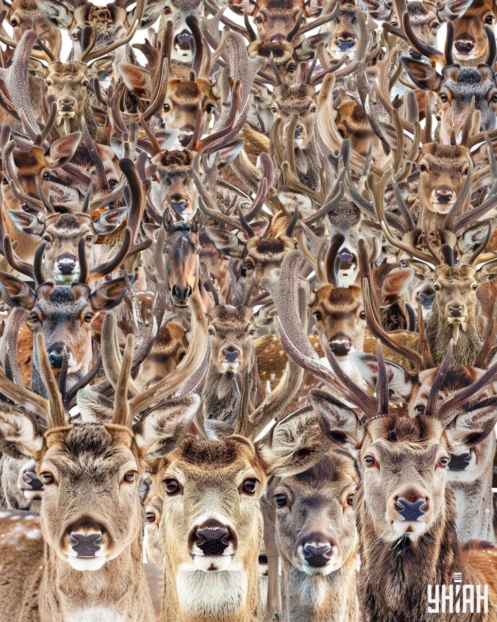 Nájdi koňa medzi jeleňmi / koláž Moje