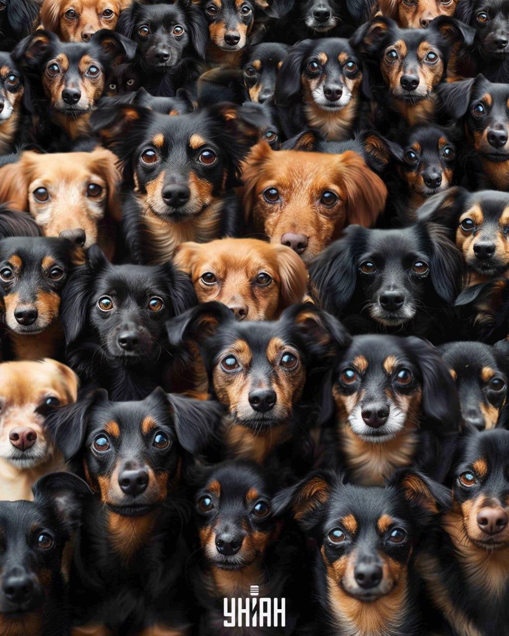 Je potrebné nájsť mačku medzi psami / koláž Moje