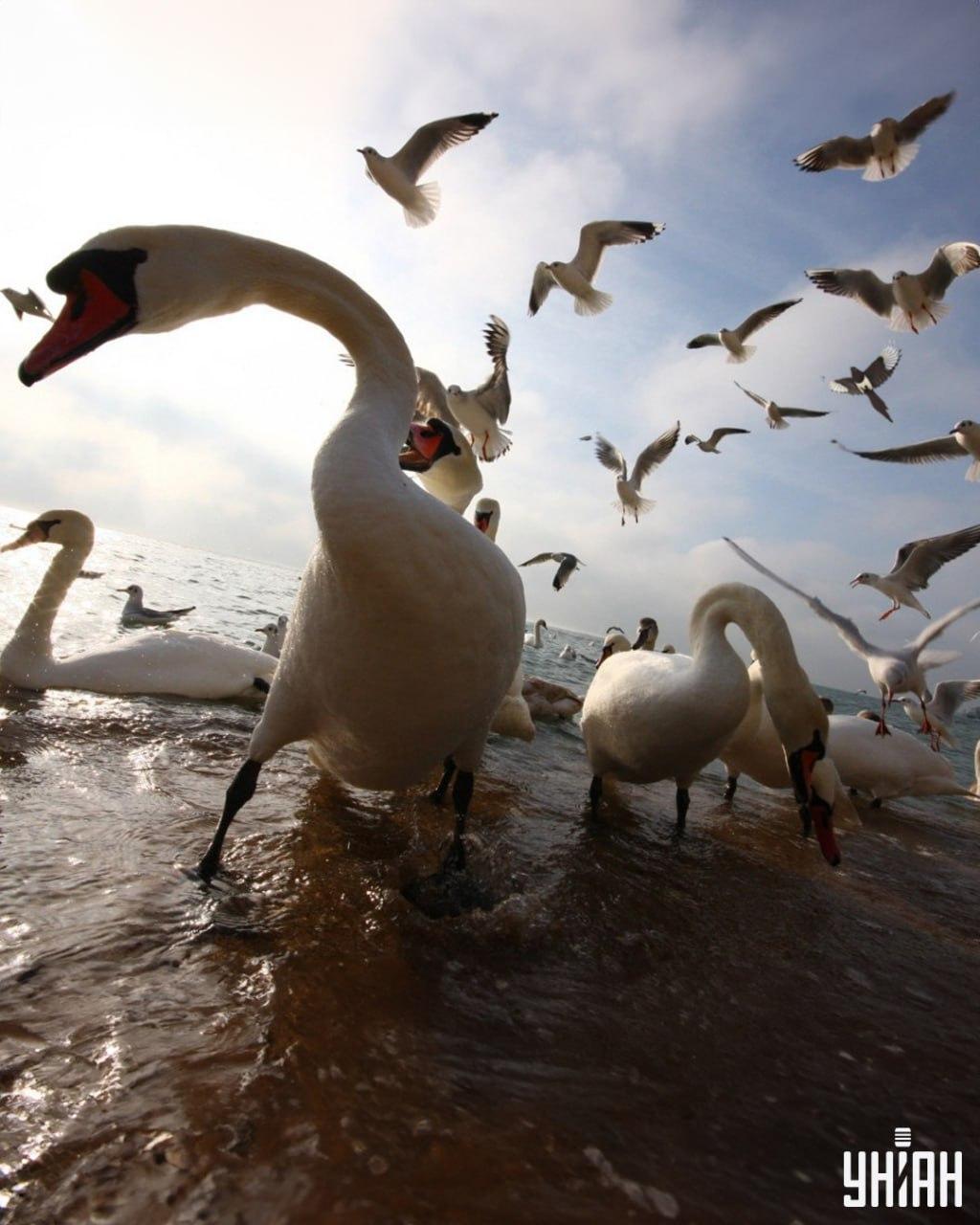 Nájsť straku trvá menej ako 9 sekúnd / Foto Moje Straku musíte nájsť za menej ako 9 sekúnd / foto Moje