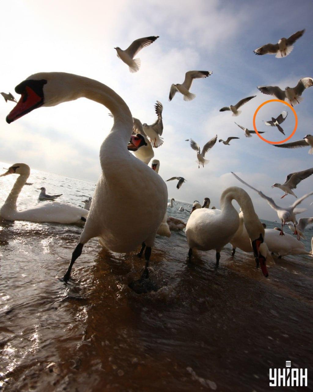 Mazaná straka nemala ďaleko k jednému z horných rohov optickej skladačky / foto Moje Záludná straka bola neďaleko jedného z horných rohov optickej skladačky / foto: Moje