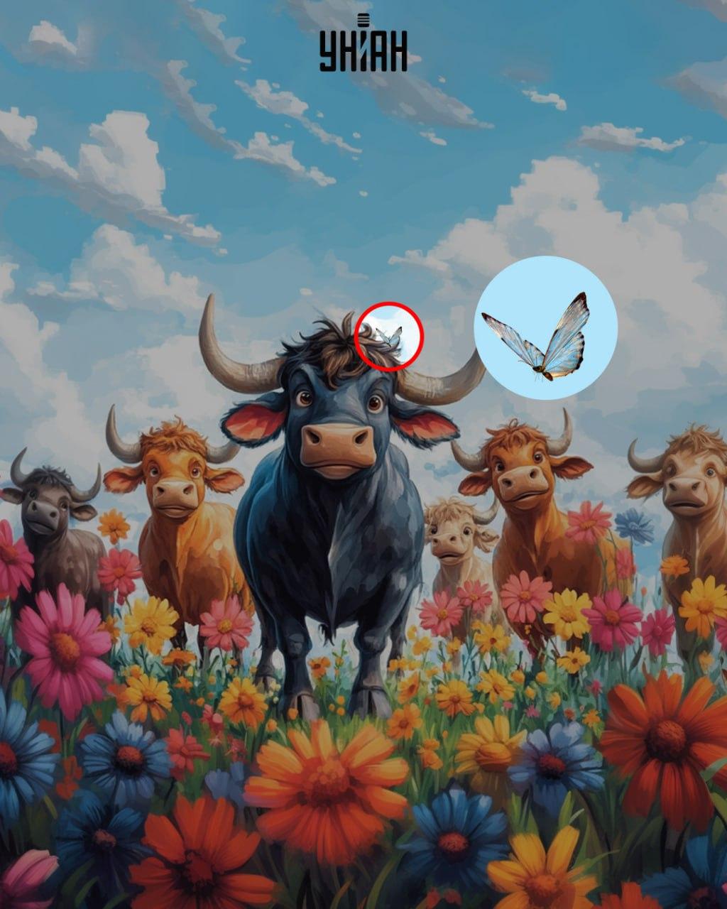 Riešenie: Motýľ je medzi rohmi kravy