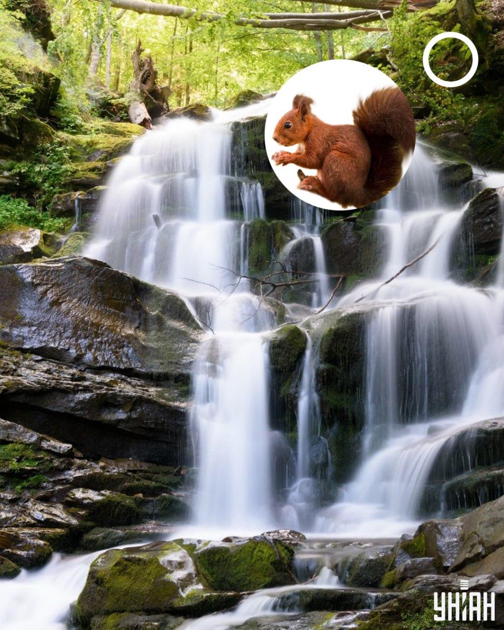 Veverička Veverička