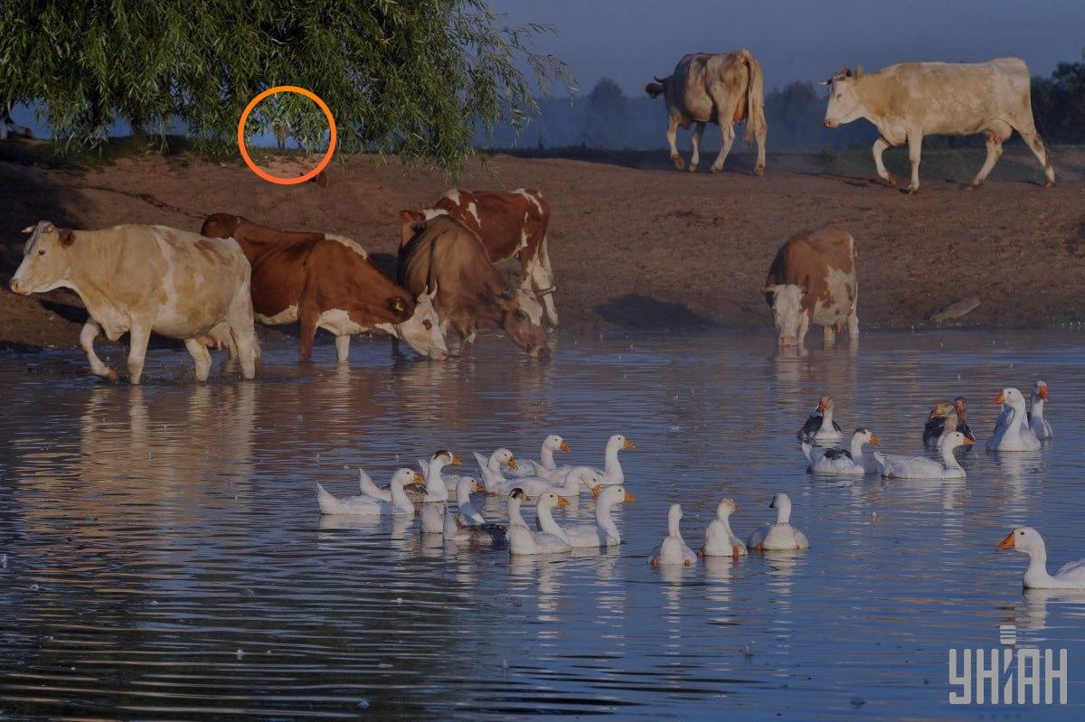 Pes bol pod konármi stromu / koláž s fotografiou Moje