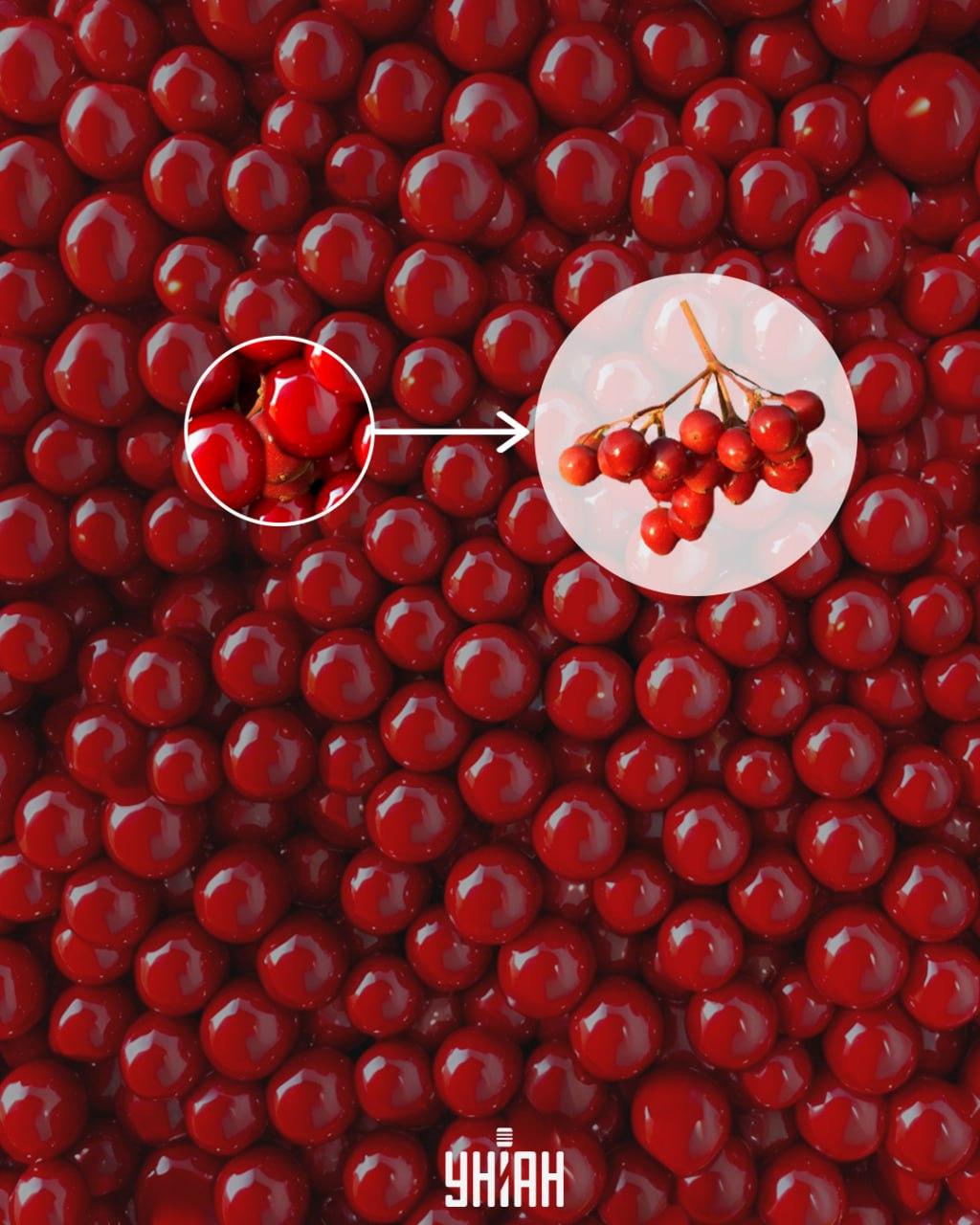 Kalinu bolo možné rýchlo vypátrať tak, že si všimnete časť vetvy / koláž Moje Kalinu možno rýchlo nájsť, ak si všimnete časť vetvy / koláž Moje