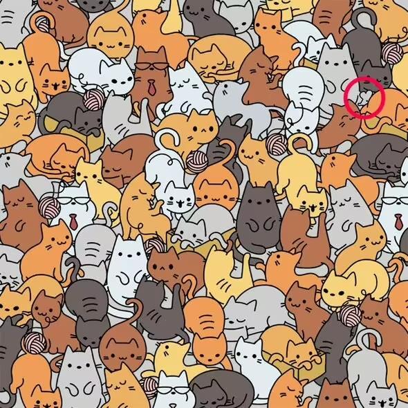 Riešenie / Everypaw Pet Insurance