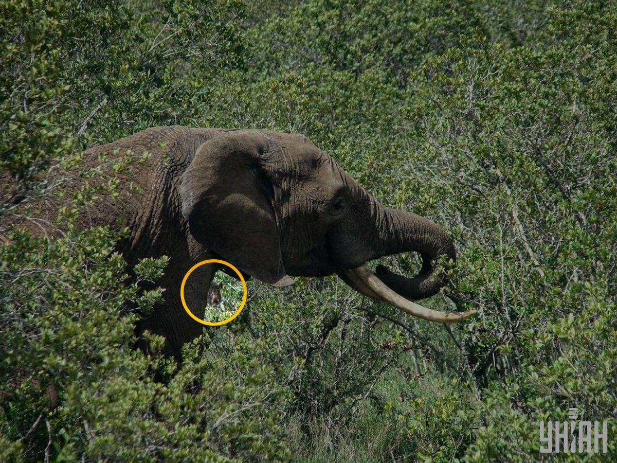 Diviak bol takmer v strede skladačky / koláž s fotografiou Moje Diviak bol takmer v strede skladačky / koláž s fotografiou Moje