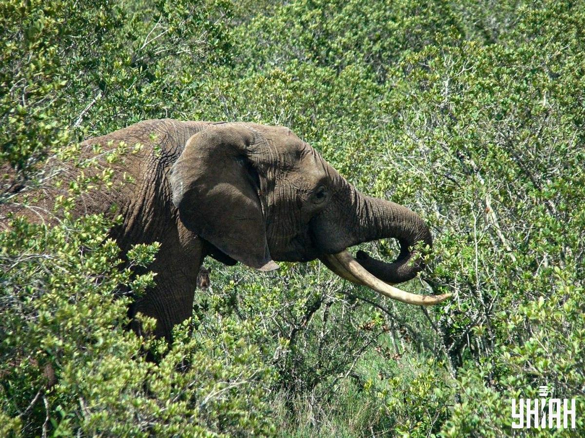 Nájdi diviaka za 10 sekúnd / koláž s fotografiou Moje Nájdite diviaka len za 10 sekúnd / koláž s fotografiou Moje
