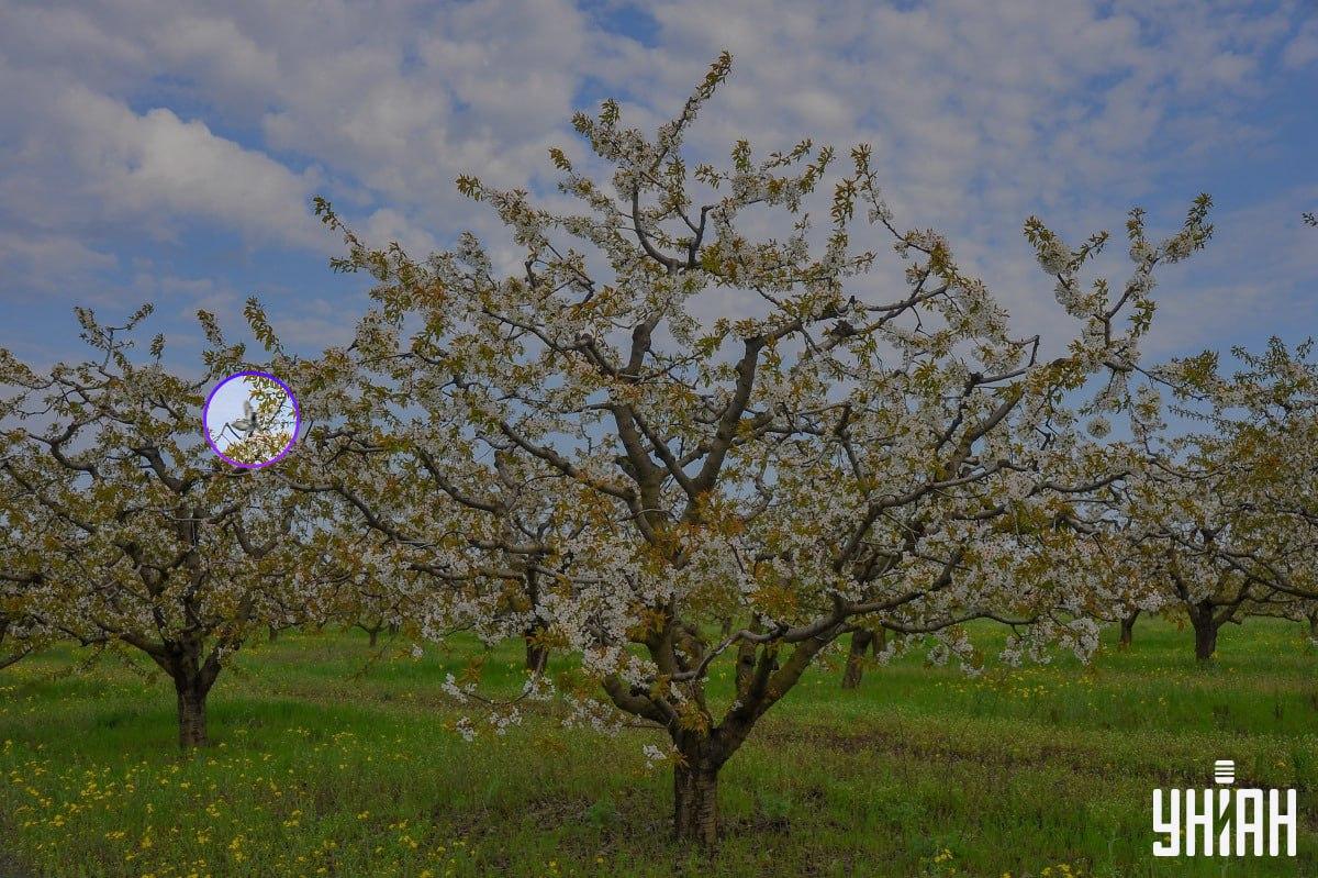 Vták bol pri pravej strane obrázku / koláž s fotografiou Moje