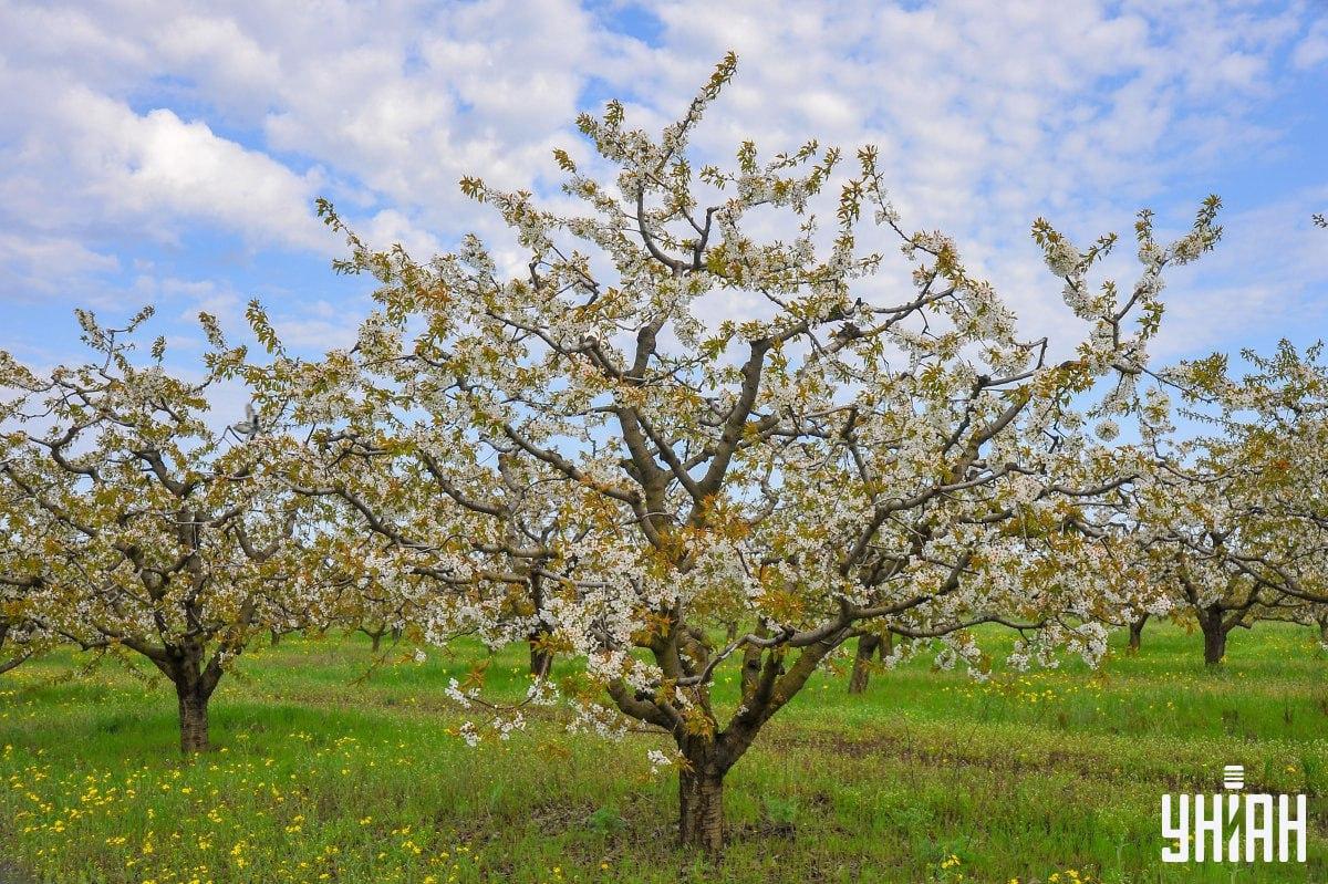 Nájdite holuba na čas na skladačke / koláži s fotografiou Moje