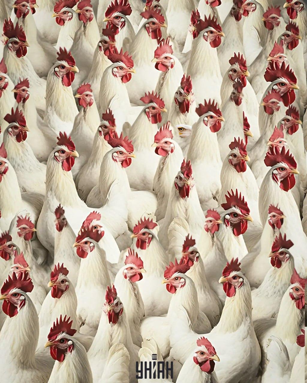 Nájsť orla trvá 5 sekúnd / koláž Moje Nájsť orla trvá 5 sekúnd / koláž Moje