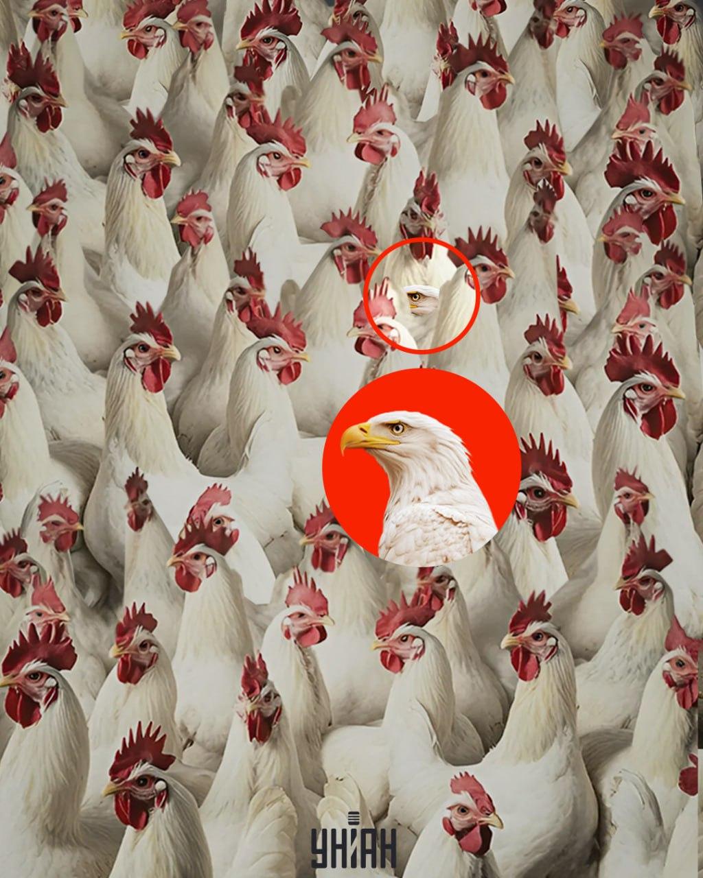 Orol sa dá nájsť rýchlo, ak si zapamätáte, že nemá erb / koláž od Moje Orol sa dá rýchlo nájsť, ak si zapamätáte, že nemá chochol / koláž Moje