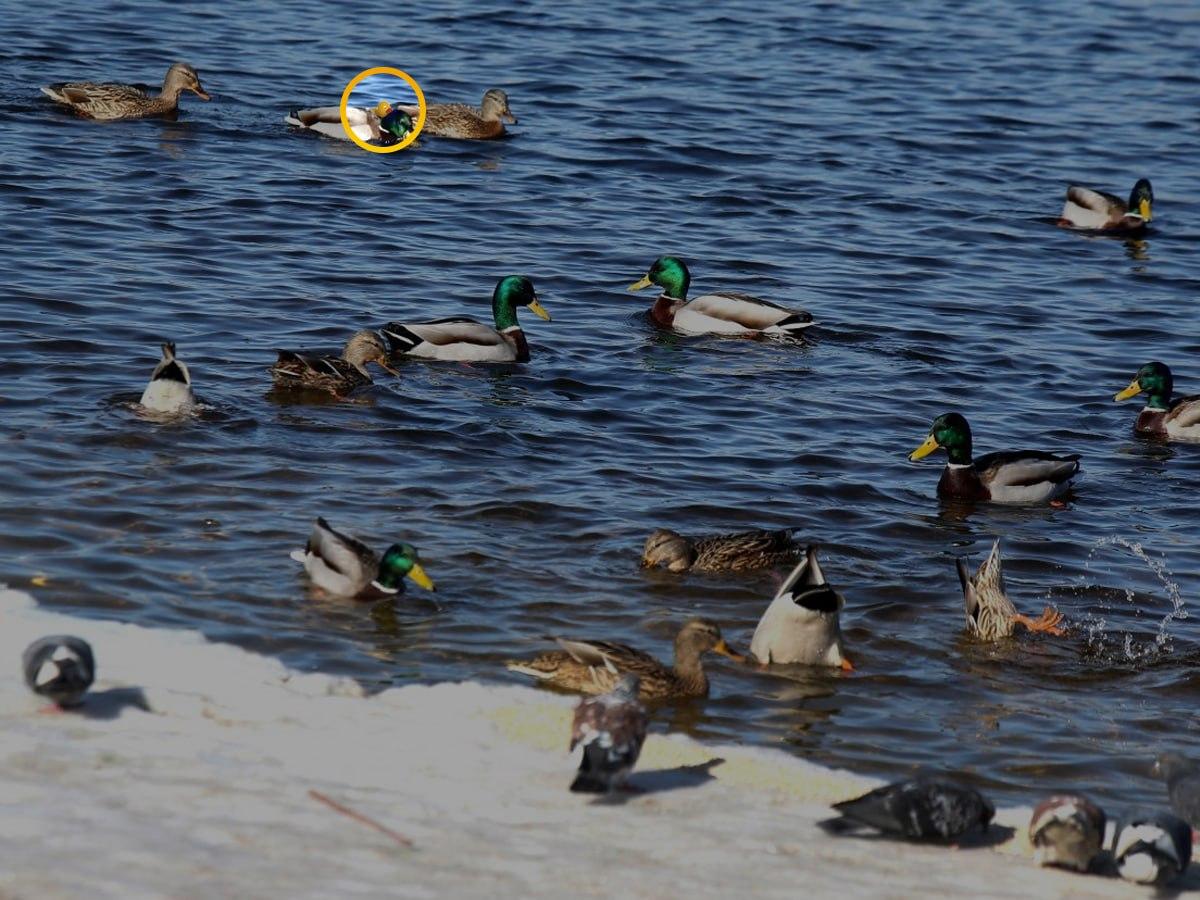 Foto Moje - obrázok s riešením, gumová kačica