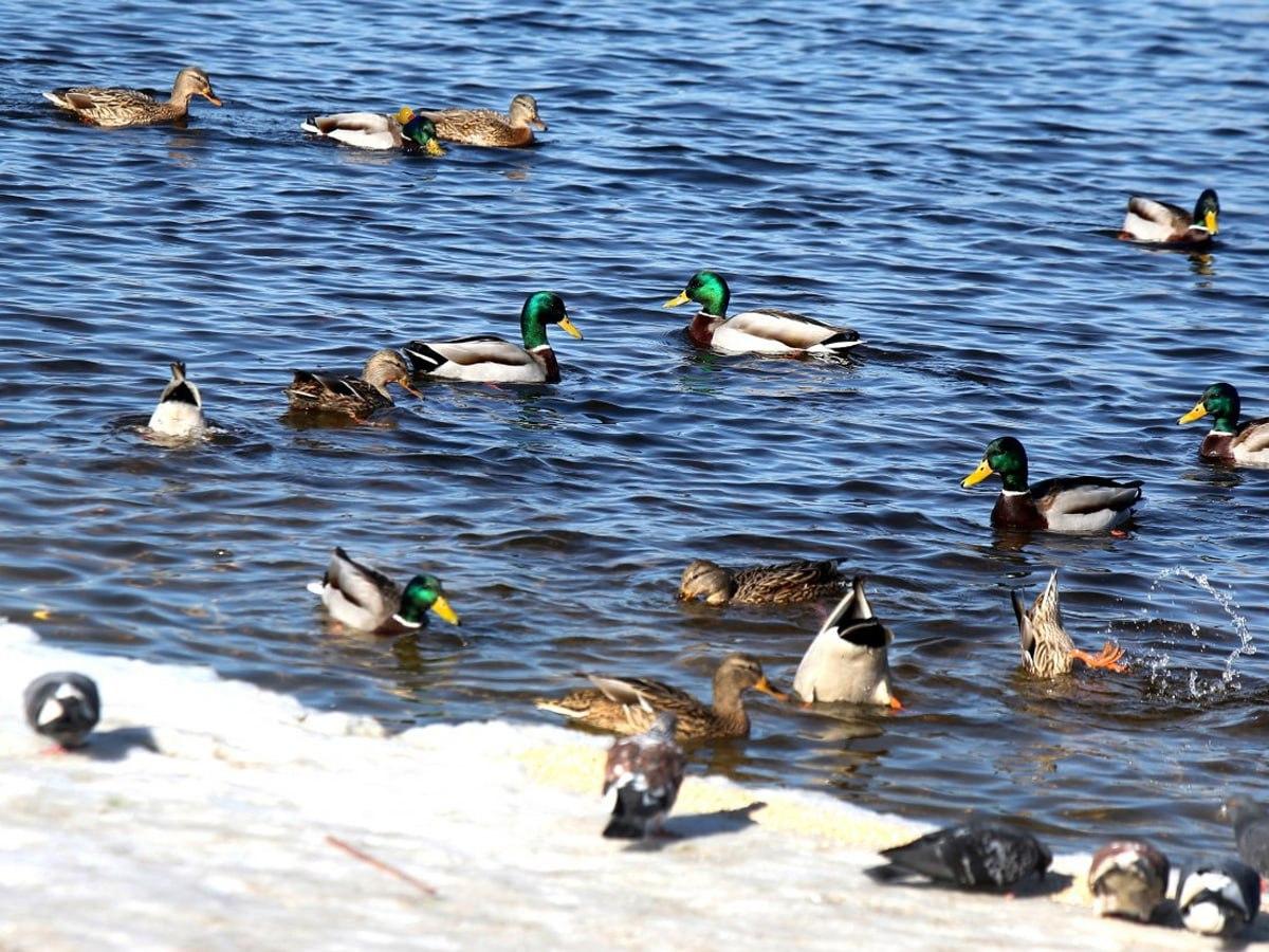 Moje foto - pôvodný obrázok s kačicami
