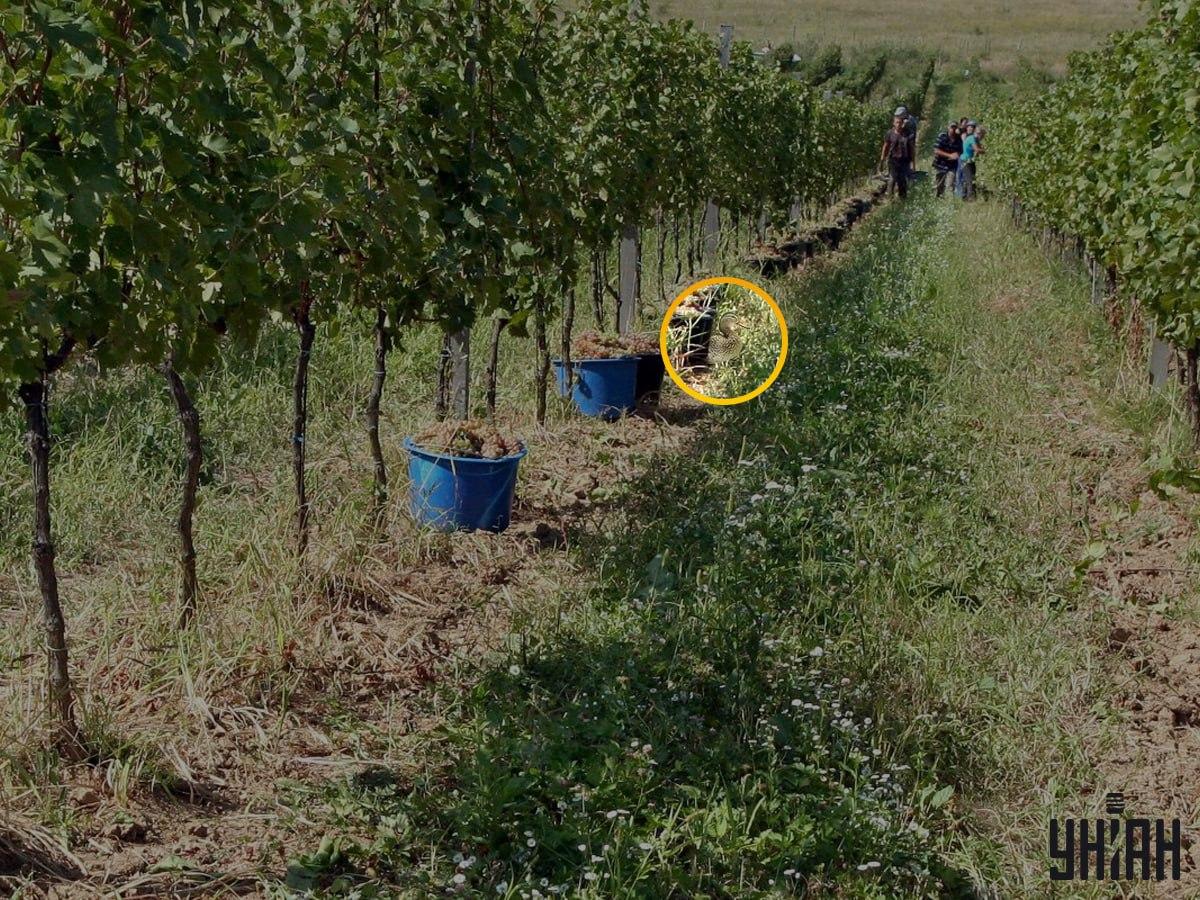 Fotografia Moje s vyznačenou kačicou