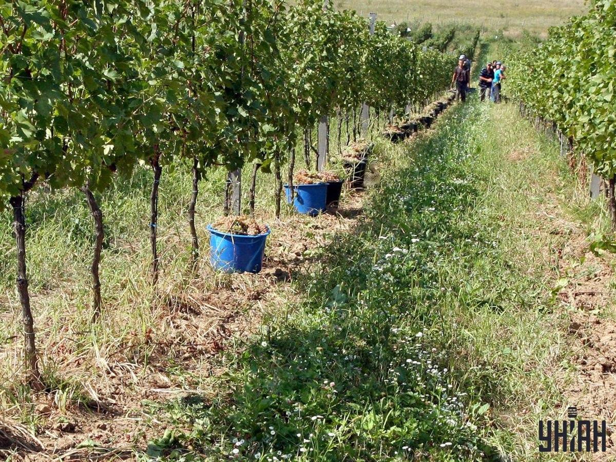 Foto Moje - pôvodný obrázok