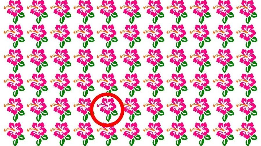 Odpoveď na hádanku / foto: Fresherslive Odpoveď na hádanku / foto: Fresherslive