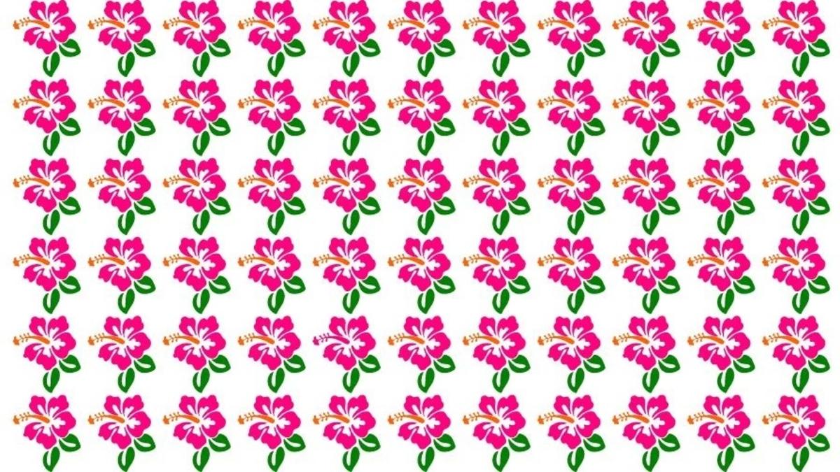 Nájdite nezvyčajný ibištek na obrázku / foto Fresherslive Nájdite nezvyčajný ibištek na obrázku / foto: Fresherslive