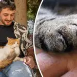 3 dôvody, prečo mačky dupú po ľuďoch