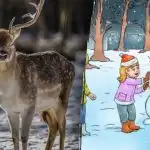 Chytrá vianočná hádanka: soby musíte nájsť za 8 sekúnd