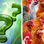 Každý vidí kurčatá, ale vy musíte nájsť mazaného kohúta za