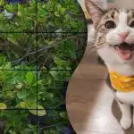 Len tí najšikovnejší nájdu mačku na strome za 5 sekúnd: