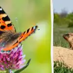 Motýľa by ste mali nájsť za 7 sekúnd a každý