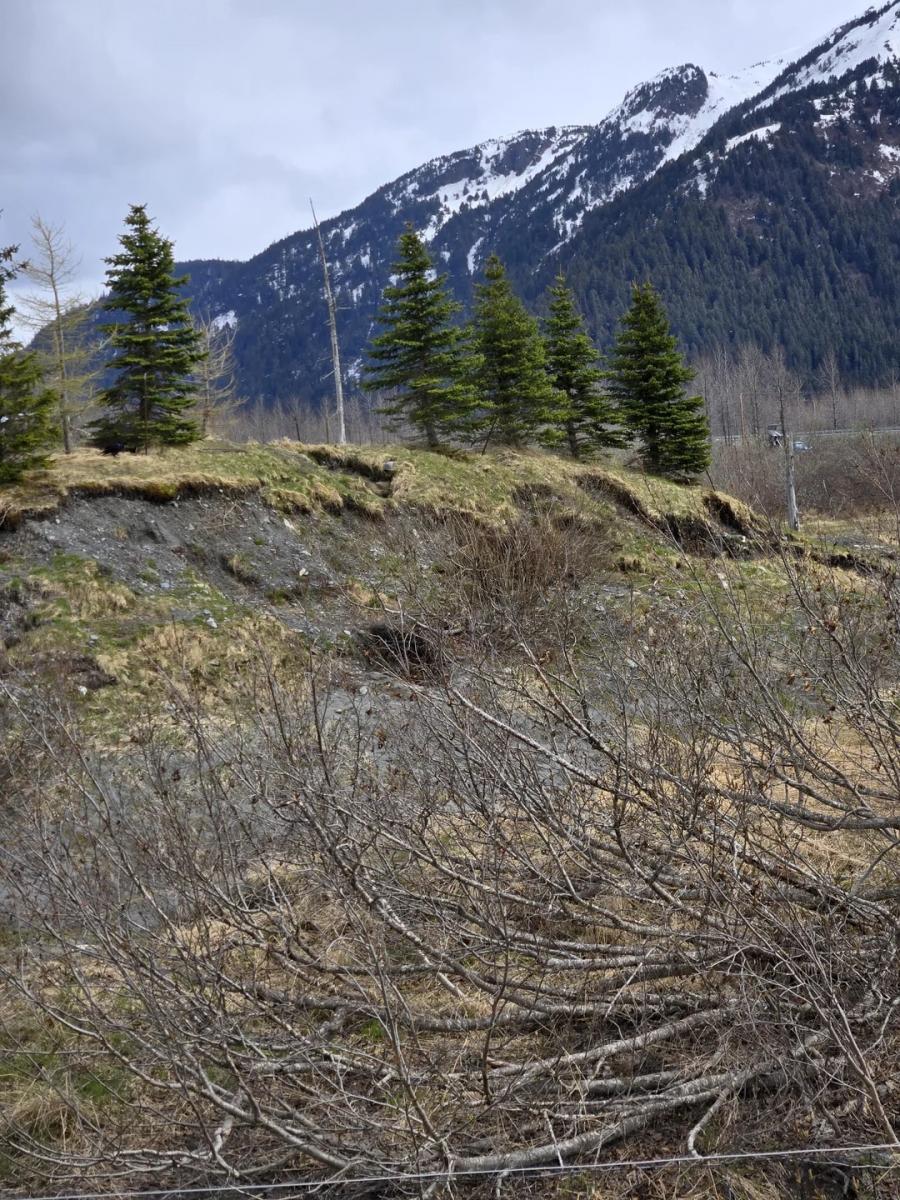 Na tomto obrázku sa skrýva medveď Na tomto obrázku sa skrýva medveď