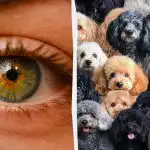 Nájdite ovcu medzi psami za 7 sekúnd: hádanka s "pascou" Nájdite ovcu medzi psami za 7 sekúnd: hádanka s "pascou"